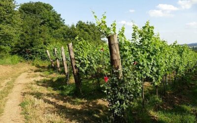 Weinwandern in Mauer